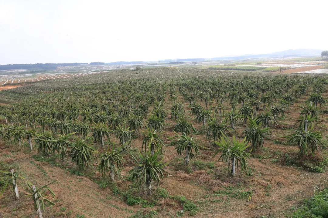 星力量主持团队,星力量主持
