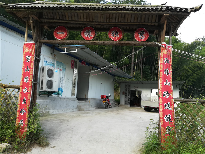 在那遥远的小山村：稻田、竹林、柿树、葫芦架，你想住在这里吗？