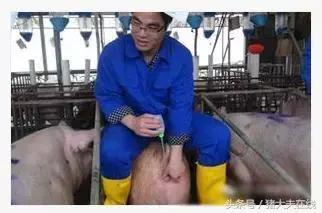 母猪发情鉴定和输精的操作规程