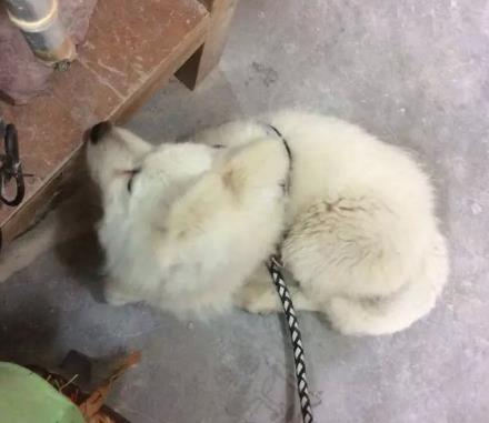 萨摩耶跟猪能一起养吗,萨摩耶和猪同养