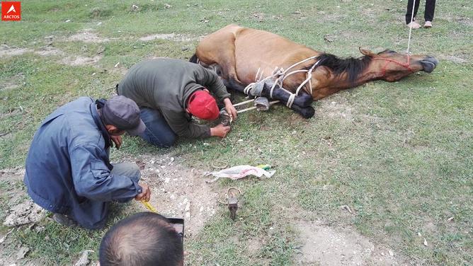 一次偶然，铸就永恒，十年驴龄的他“长存”于此-乌孙驴行记
