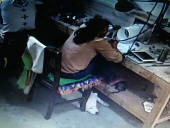 萨摩耶跟猪能一起养吗,萨摩耶和猪同养