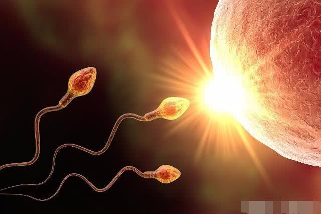 小蝌蚪进入肚子后多久进入输卵管,小蝌蚪进入母体会存活多久