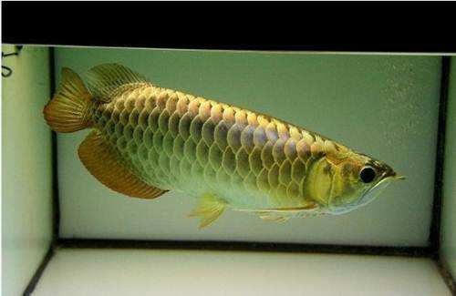 龙鱼养殖用什么缸好养,龙鱼鱼缸开缸详细教程