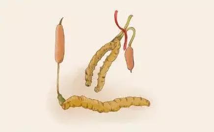 冬虫夏草一次吃几根最适合,冬虫夏草任何人都可以喝嘛