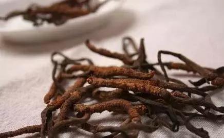 冬虫夏草一次吃几根最适合,冬虫夏草任何人都可以喝嘛