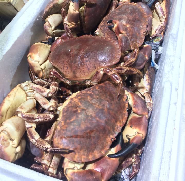 螃蟹当中的贵族“面包蟹”，很多食客看了都流口水，可是很难捕捉