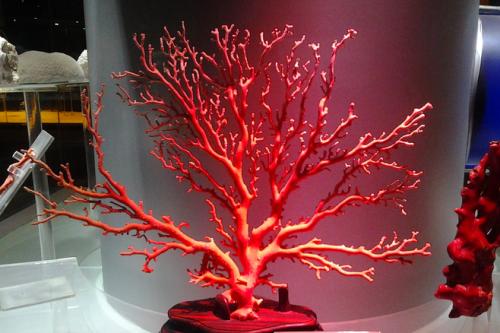 这十种文玩买了就是被坑了,十大必死无疑的文玩