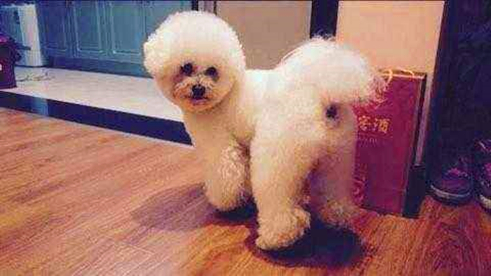 比熊经常拉肚子，铲屎官观察5点症状，发现感染寄生虫！