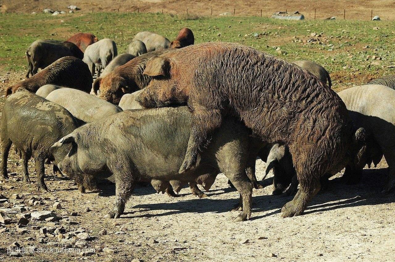 母猪不受孕的正确方法,为什么母猪总是配不成功呢
