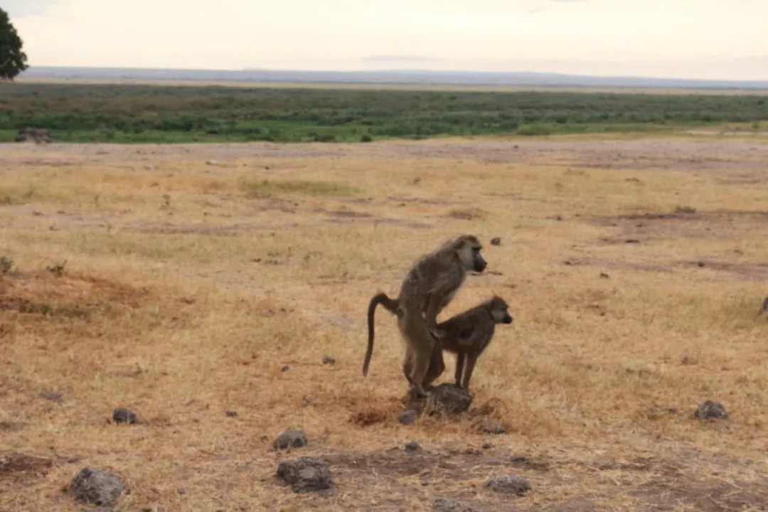 肯尼亚│我没有错过非洲，错过动物大迁徙