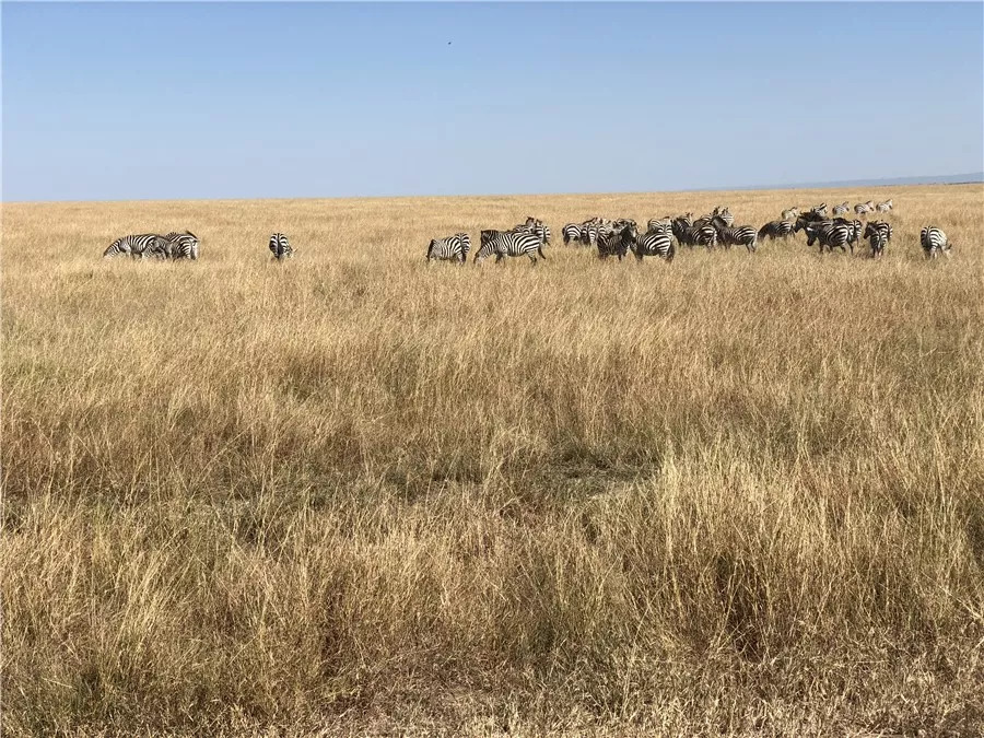 肯尼亚│我没有错过非洲，错过动物大迁徙
