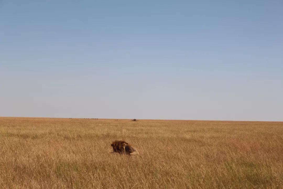 肯尼亚│我没有错过非洲，错过动物大迁徙