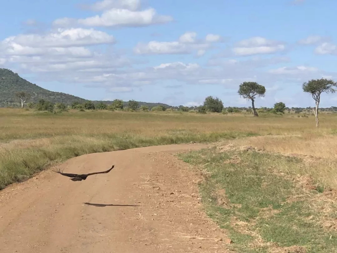 肯尼亚│我没有错过非洲，错过动物大迁徙