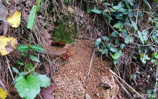 虎头蜂的危害有多大,大毒蜂vs虎头蜂