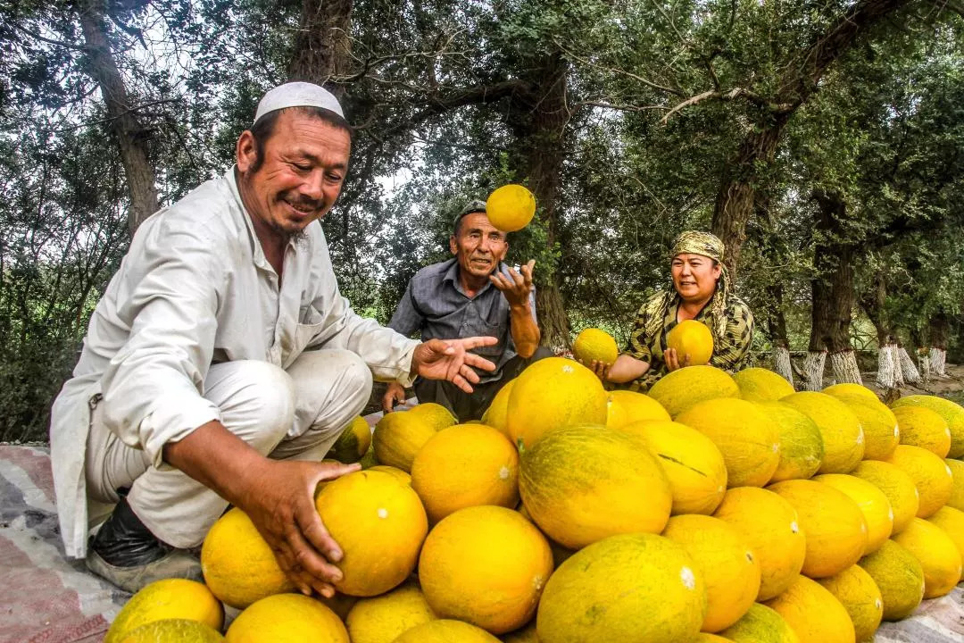 *疆新**人文地理丨*疆新**瓜果亚克西