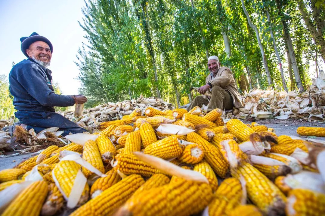 *疆新**人文地理丨*疆新**瓜果亚克西