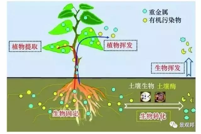 庭院风水植物讲究,庭院植物风水入门图片