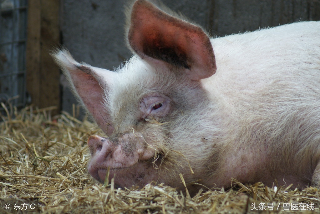 母猪蓝耳病是什么引起的,猪蓝耳死亡症状