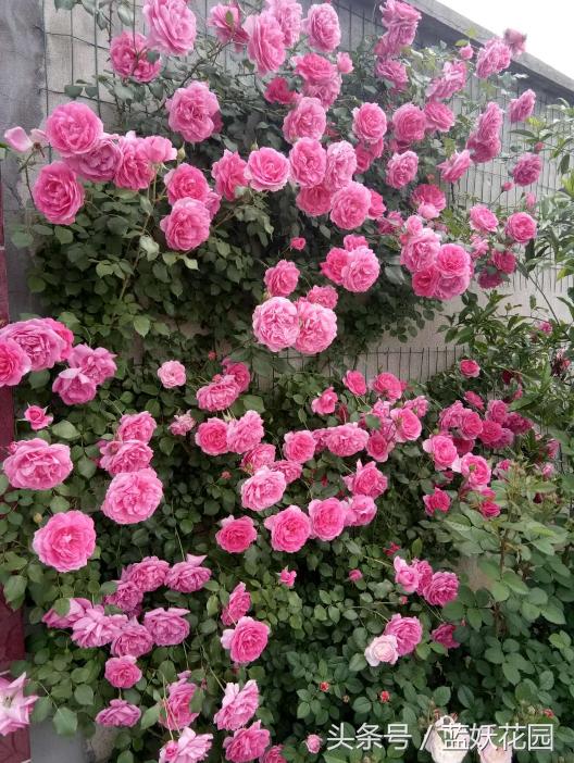 小妙招杀虫药,杀虫剂一招搞定