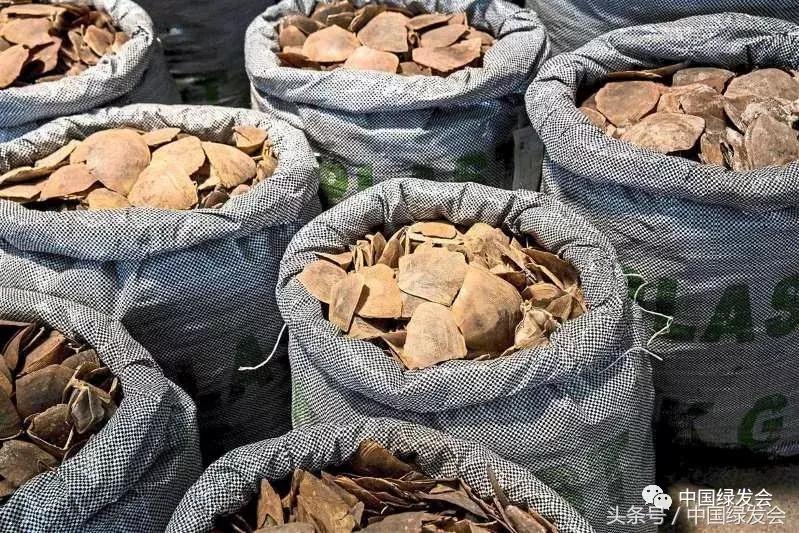 香港中医教授：勿迷信穿山甲鳞片夸大其词的药效，有多种替代品