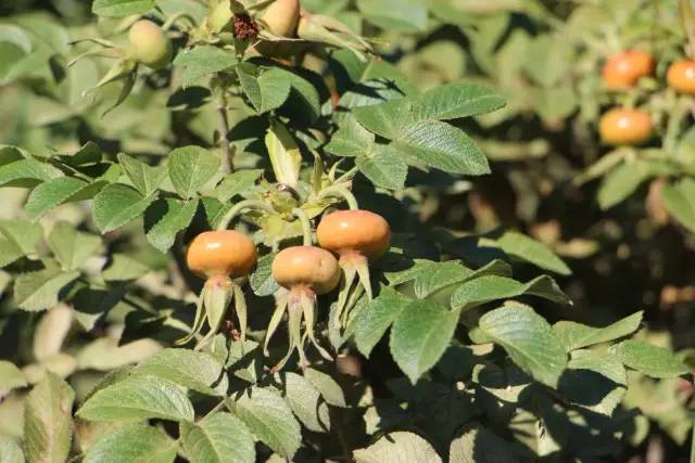 漫步在美女如云的西伯利亚的心脏——伊尔库茨克