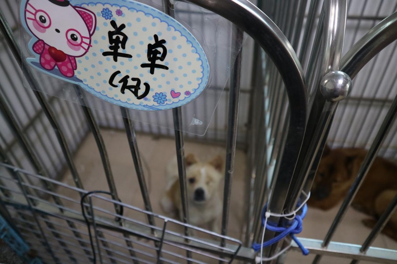 宠物救助站的真实生活,宠物救助站能领养宠物吗