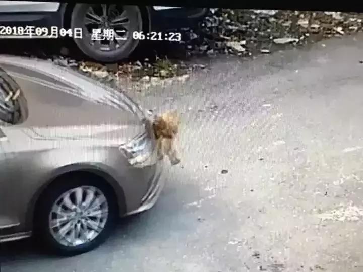 男子开车撞鸡死亡老人不让赔后续,警方通报一男子开车撞人