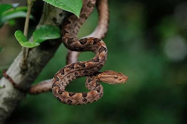 中国剧毒蛇都有哪些 (中国剧毒蛇有几种)