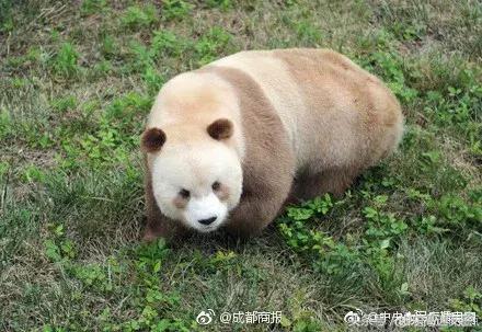 爆笑！收到2米多高代购清单的男子代购回来啦！「蜀黍周趣闻‖NO.43」