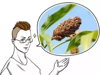 吃杂粮的功效与作用,二十四种杂粮功效大揭秘受用一生