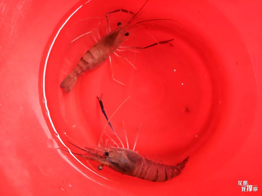 花都三东钓虾场,周末想去海边玩去哪里