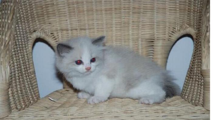 有长期的流浪猫来你家有什么说法,流浪猫来到家门口要不要收养