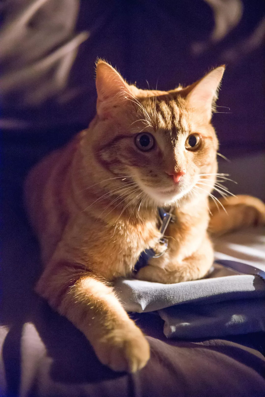 猫会自己治愈吗,猫可以自己治愈吗