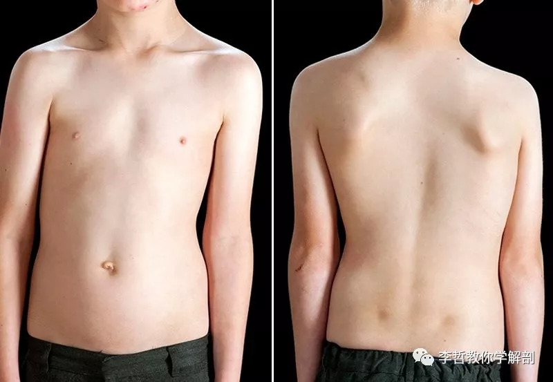 在天愿作比翼鸟任务,在天愿作比翼鸟运用了什么手法