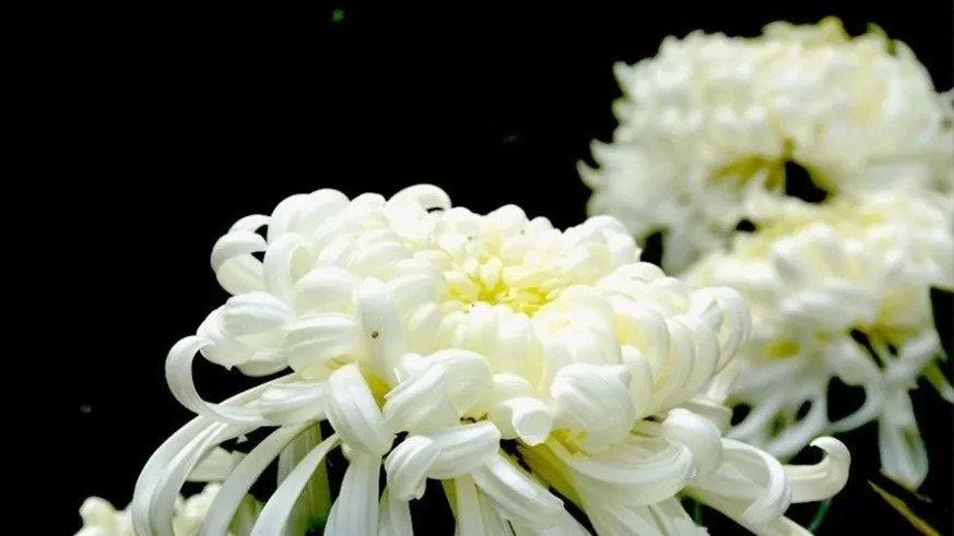 秋日赏菊30张菊花图美到心醉,美到令人心醉的菊花图片