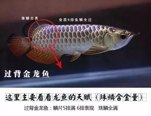 龙鱼怎么区分高背或过背,龙鱼英国大白片真假鉴别