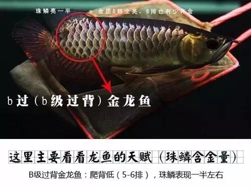 龙鱼怎么区分高背或过背,龙鱼英国大白片真假鉴别