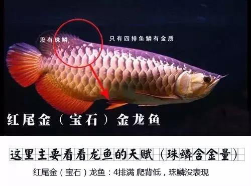 龙鱼怎么区分高背或过背,龙鱼英国大白片真假鉴别