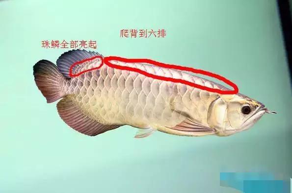龙鱼怎么区分高背或过背,龙鱼英国大白片真假鉴别