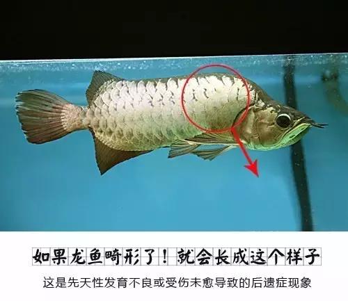 龙鱼怎么区分高背或过背,龙鱼英国大白片真假鉴别
