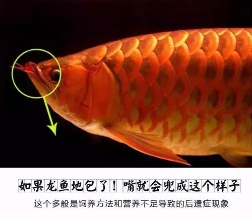龙鱼怎么区分高背或过背,龙鱼英国大白片真假鉴别