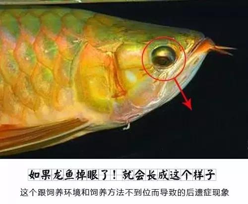 龙鱼怎么区分高背或过背,龙鱼英国大白片真假鉴别