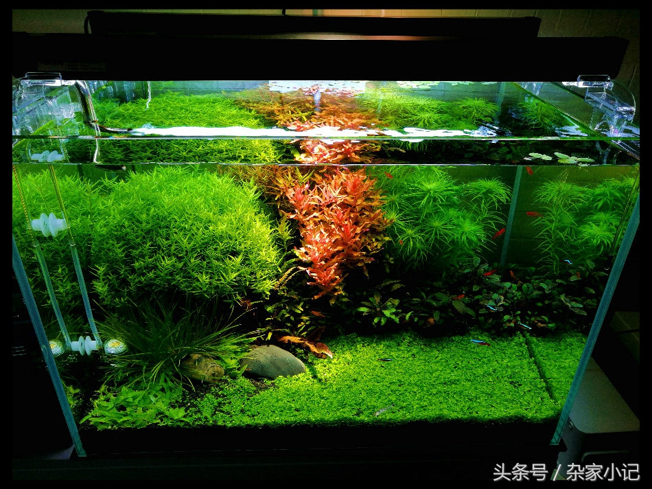 鱼缸造景分类及图解,鱼缸造景分哪些