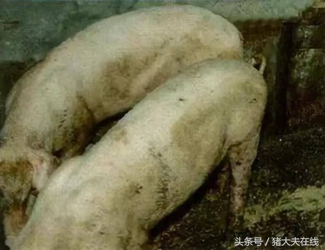 经验贴：猪传染性胃肠炎发病率高，传染快？难治愈？
