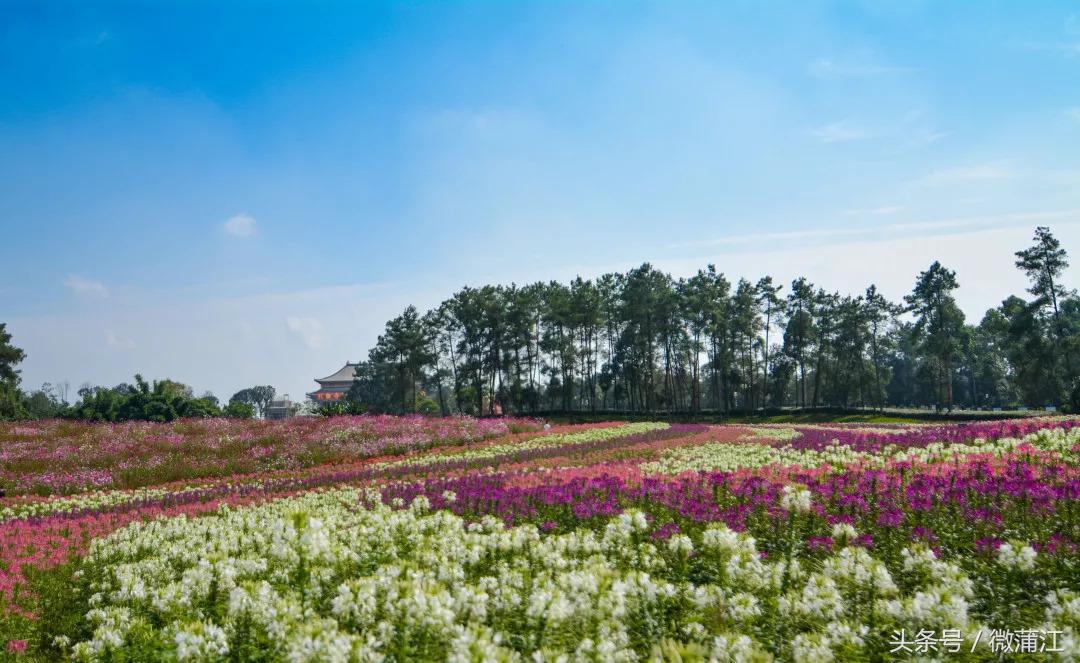赏花、骑马、赛车、游湖……中秋来石象湖样样都精彩！