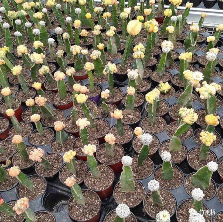 乡村振兴竹产业,乡村振兴竹排经济