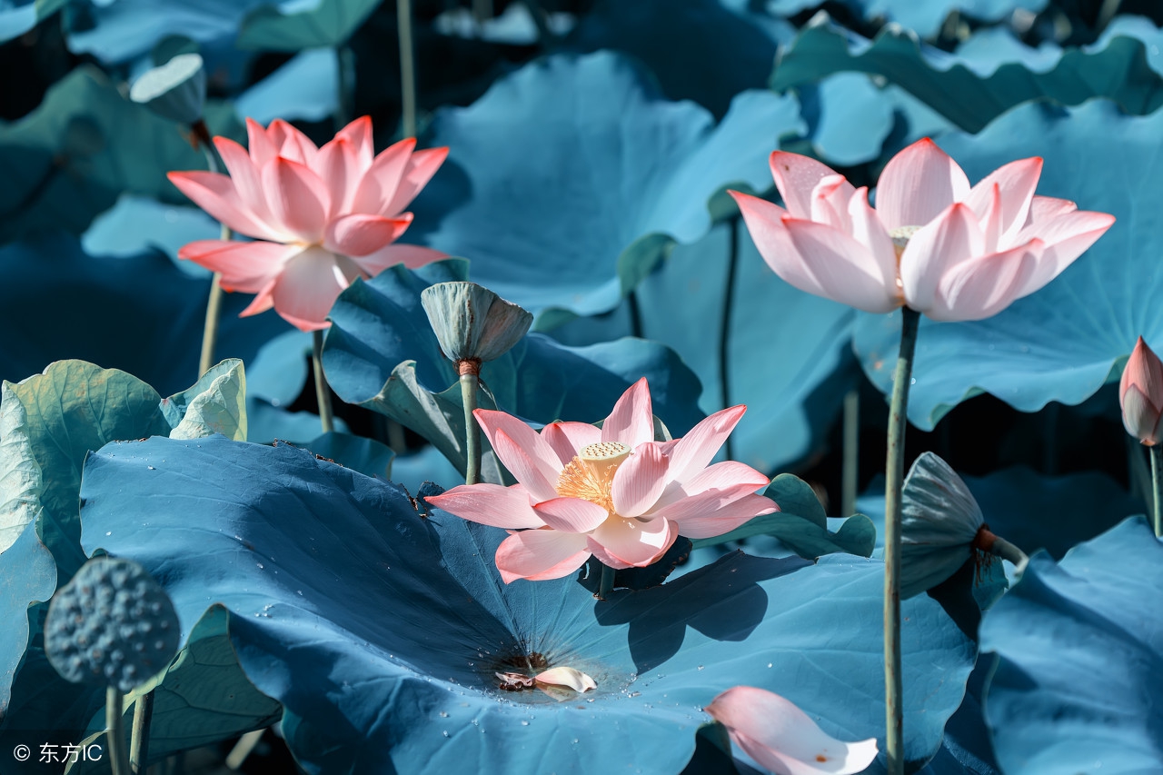 通知：这种人，没品没德，谁都别理他！一定要互相转告