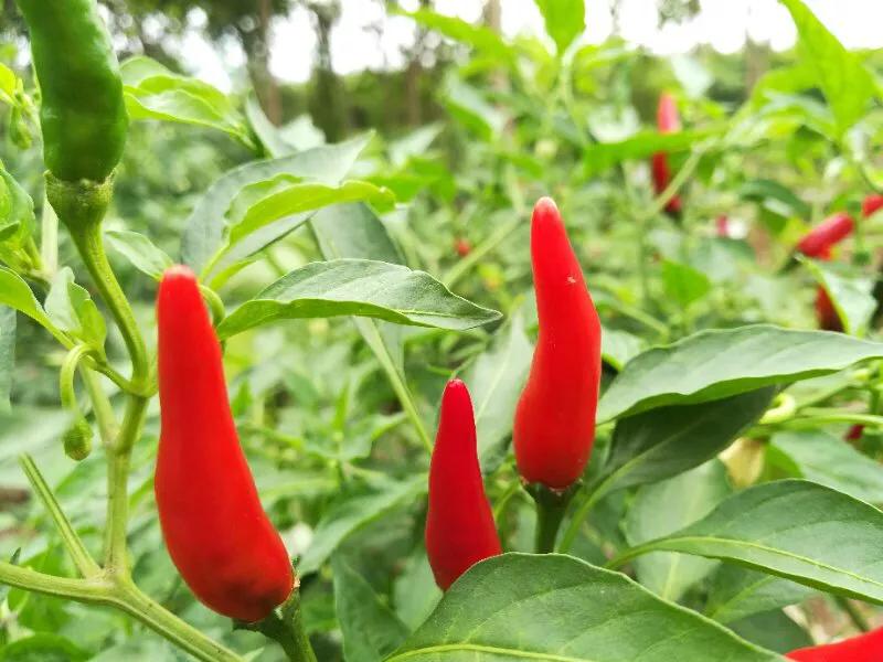 手拍世界作品集402期,手拍世界完整版视频