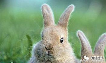 怎么驯服兔子让兔子变乖,兔子突然变乖是什么原因